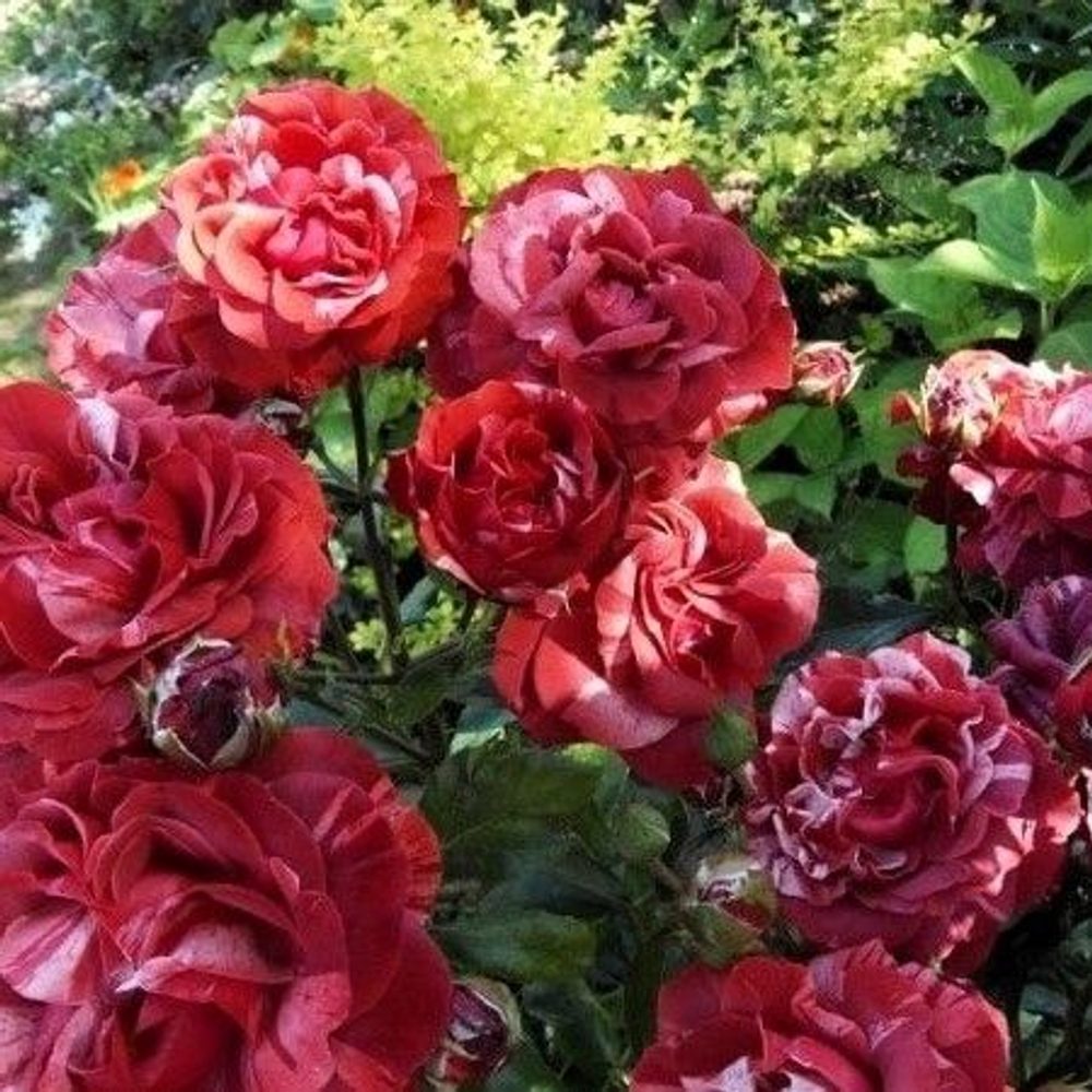 Роза Брауни плетистая морозостойкая саженец с ОКС.