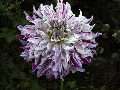 Георгина Бристоль Страйп