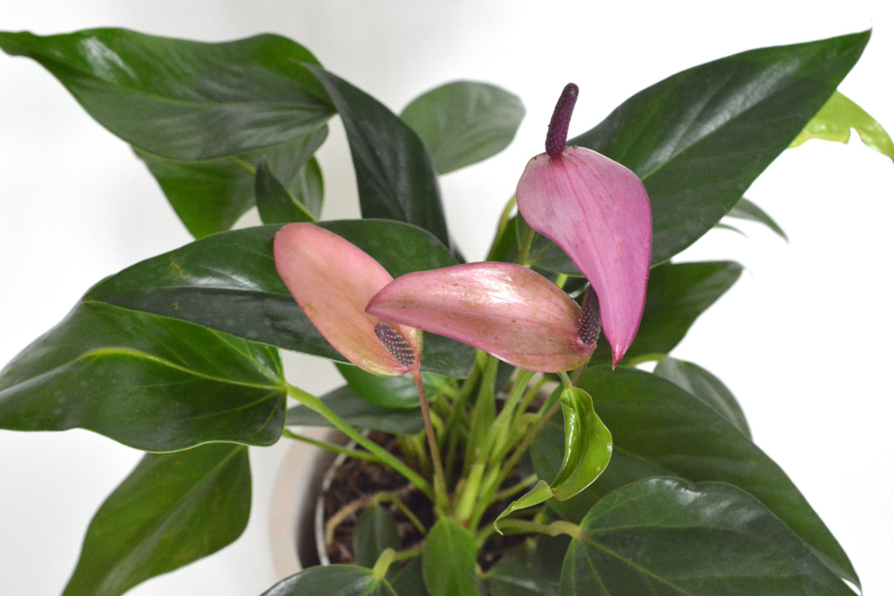 Антуриум Андреанум Зизу / Anthurium Zizou