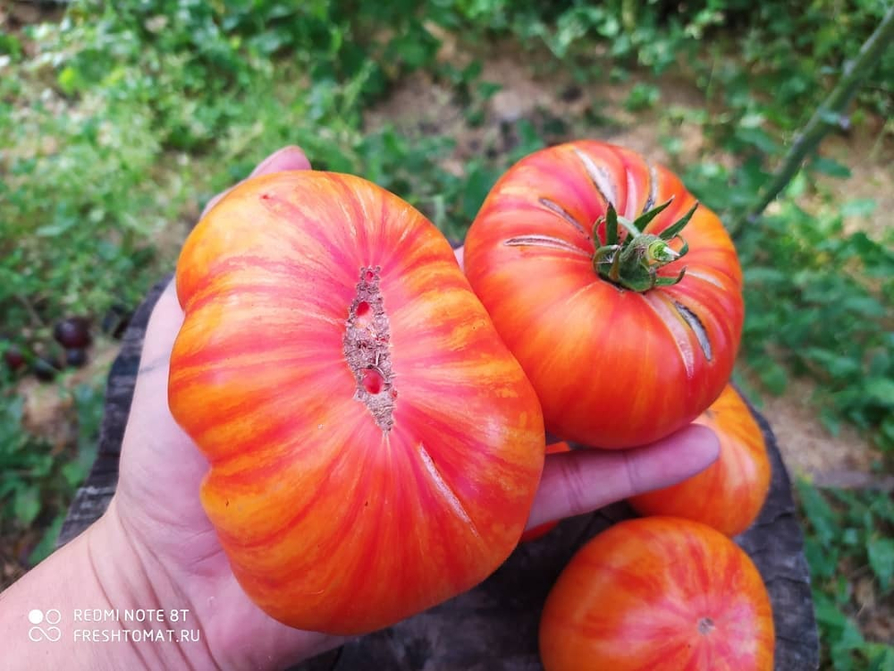 Большой оранжевый полосатый (Big orange striped) сорт томата