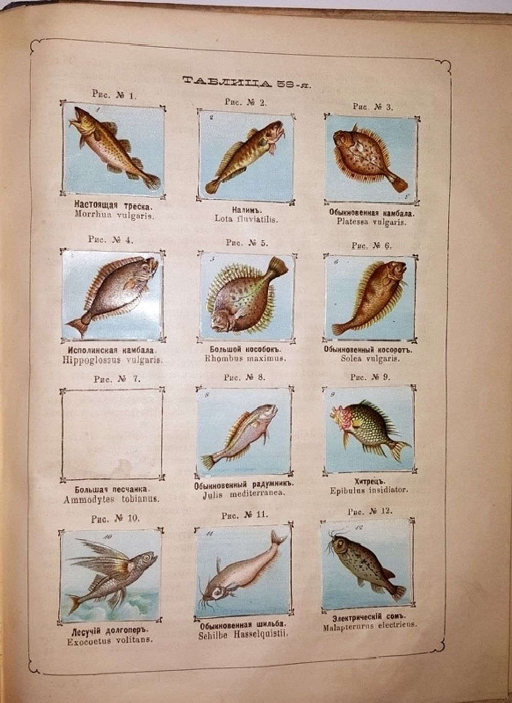 "Рельефный зоологический атлас. Часть третья. Пресмыкающиеся и рыбы.". Гагельберг. 1880г. - антикварное издание