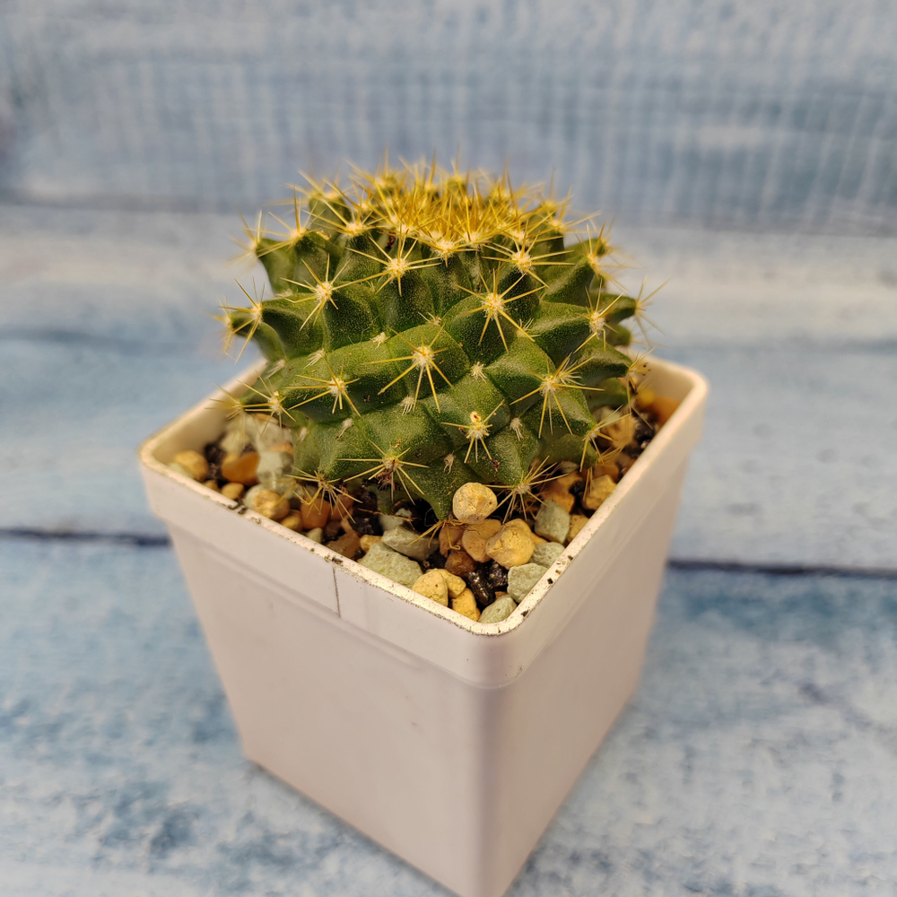Mammillaria Marksiana (Маммилярия)