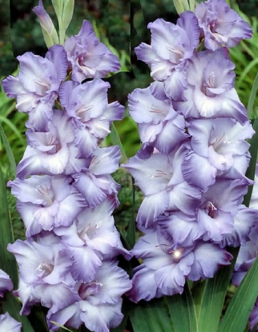 Гладиолус Milka