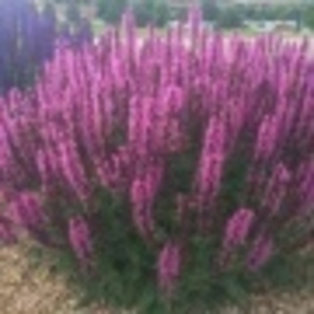 Шалфей Нью Дименшен Роз в контейнере 1 литр выращен в Лен.области