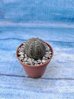 Euphorbia Obesa (Эуфорбия)