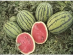 Бедуин F1 семена арбуза (Bejo / Бейо)