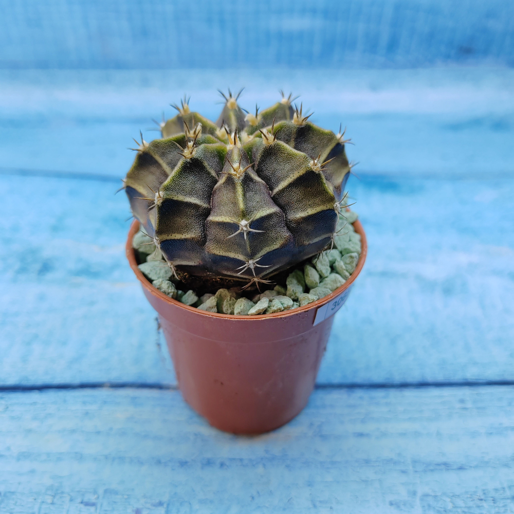 Gymnocalycium Friedrichii (Гимнокалициум)