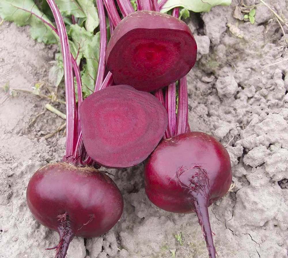 Свекла Водан F1 1г  Мировые Семена VITA GREEN