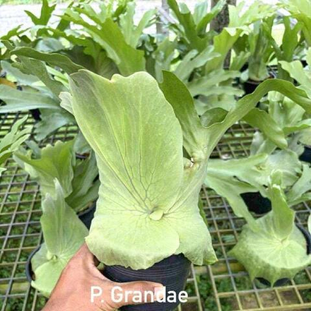 Платицериум P.GRANDAE