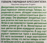 Гейхера гибридная Брессингхема СМЦ-798