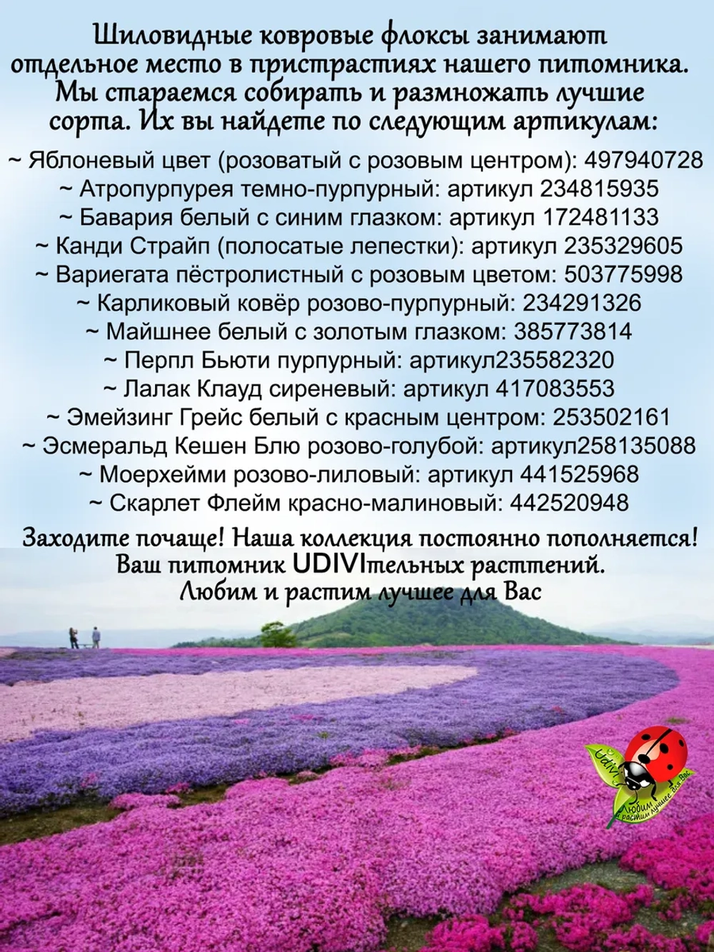 Флокс Вариегата шиловидный пестролистный