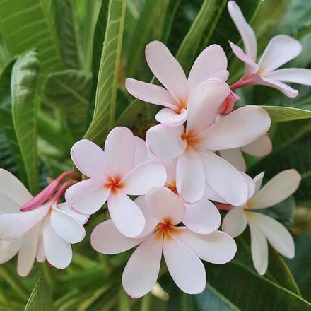 Плюмерия карликовая DWARF PINK