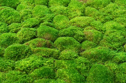 Коврик мха с кочками 100*100см (вид 2)