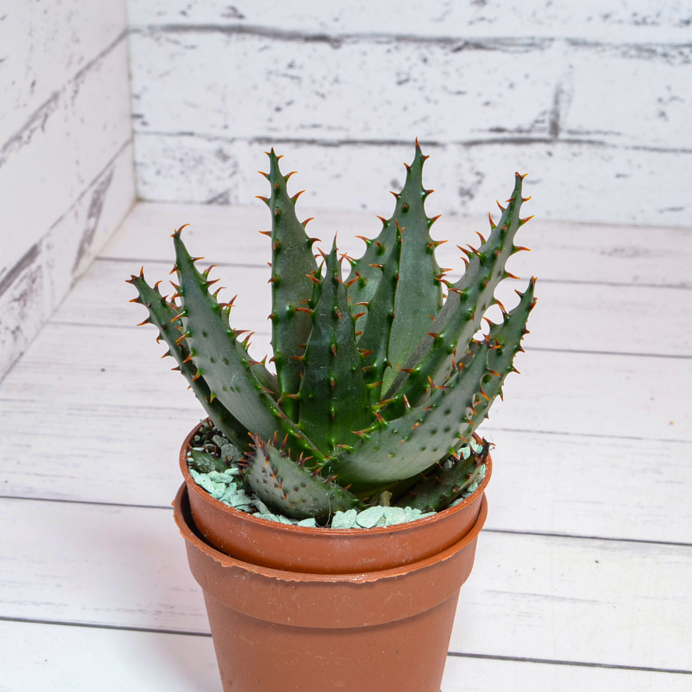 Aloe Broomii (Алоэ)