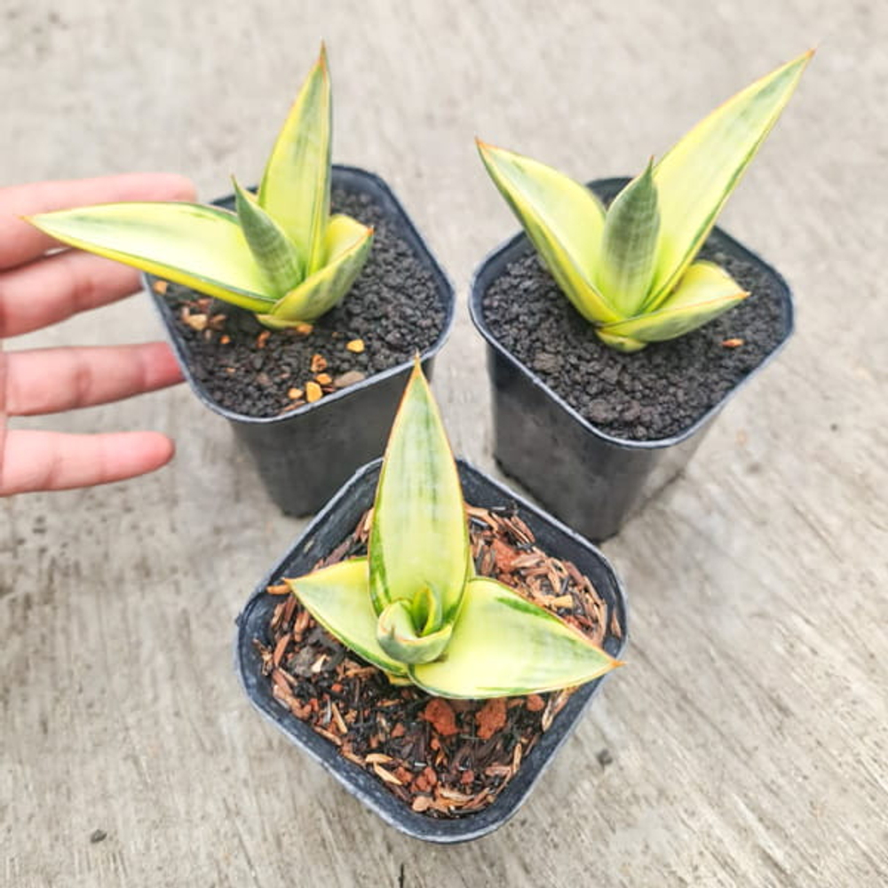 Сансевиерия FERO VAR (FEROTII x RORIDA)