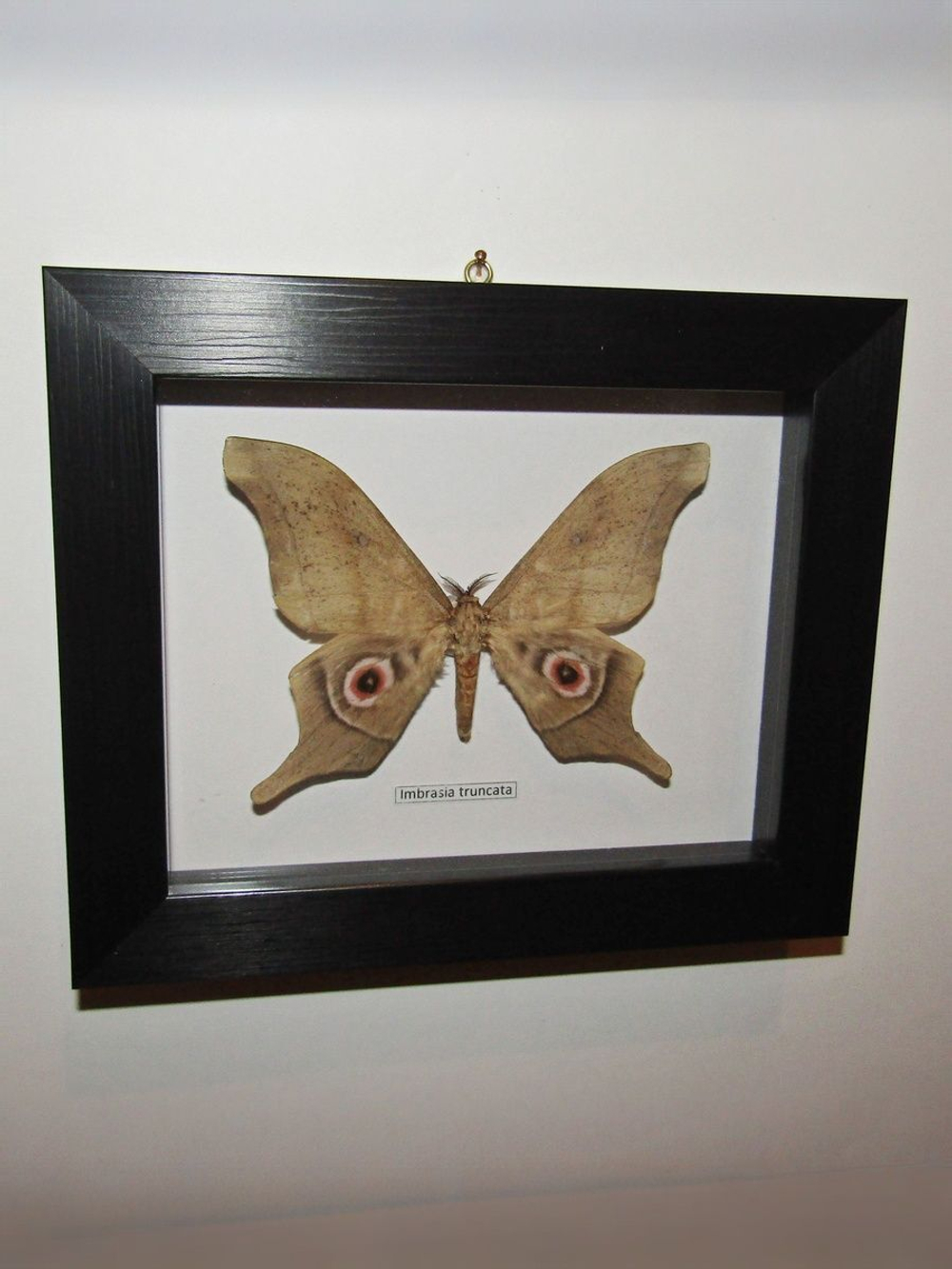 Бабочка Imbrasia truncata в рамке