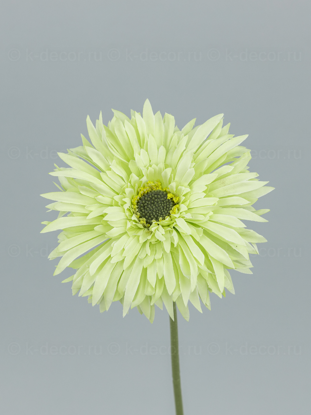 Гербера одиночная