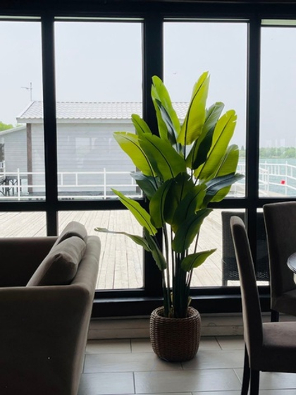 Банановая пальма 180 см 20 листьев в тех.кашпо