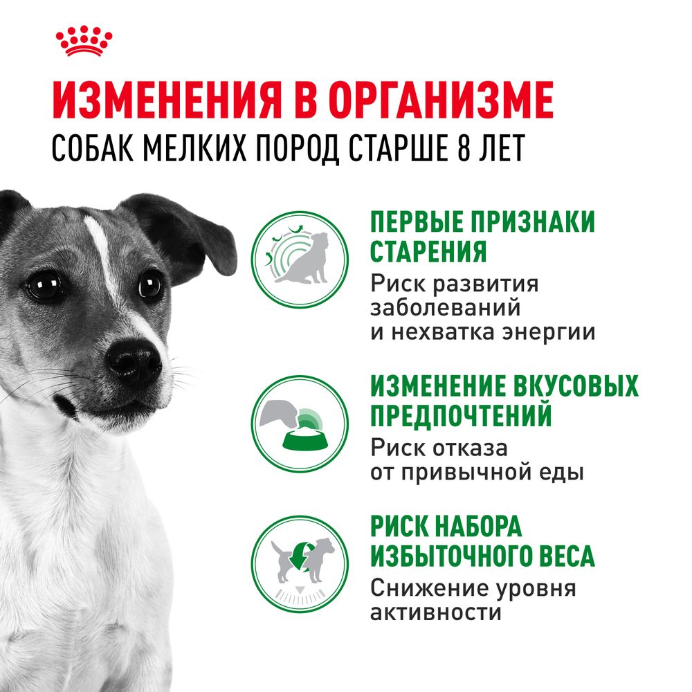 Сухой корм Royal Canin Mini Adult 8+ для взрослых собак небольших размеров (до 10 кг) старше 8 лет Сухой корм Royal Canin Mini Adult 8+ для взрослых собак небольших размеров (до 10 кг) старше 8 лет