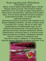 Флокс Скарлет Флейм шиловидный красно малиновый
