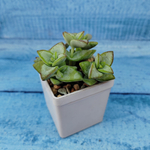 Crassula Rupestris (Крассула)