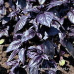 Гастроном семена базилика (Global Seeds / Глобал Сидс)