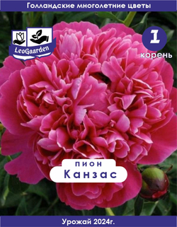 Пион Корневище, Канзас, 1шт