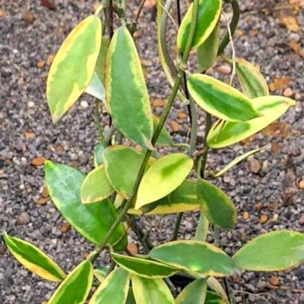 Хойя DIVERSIFOLIA ALBOMARGINATA