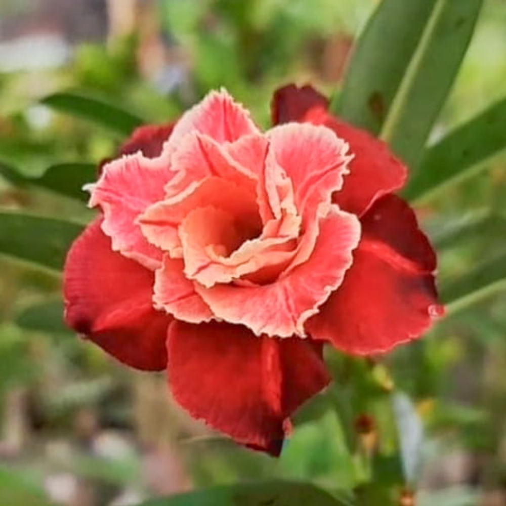 Адениум KLATEN BERSINAR