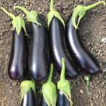 Дестан F1 семена баклажана (Enza Zaden / Энза Заден)