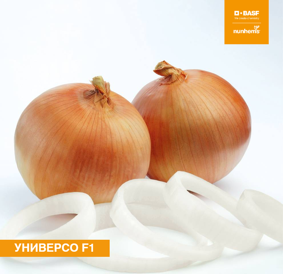 Универсо F1 семена лука репчатого (Nunhems / Нюнемс)