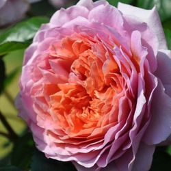 Роза Айсфогель куст Закупка М57 июнь 2026