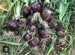 Лук репчетый Таннат F1 250000 - Tannat F1 семян