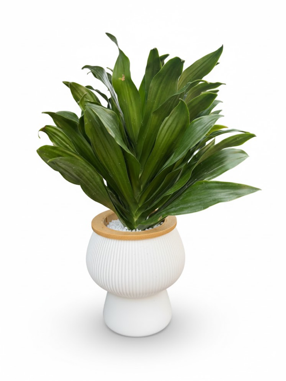 Драцена Sun God д. 11