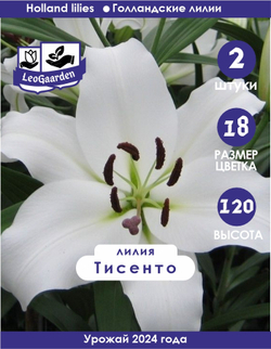 Лилия Луковица, Тисенто, 2 шт