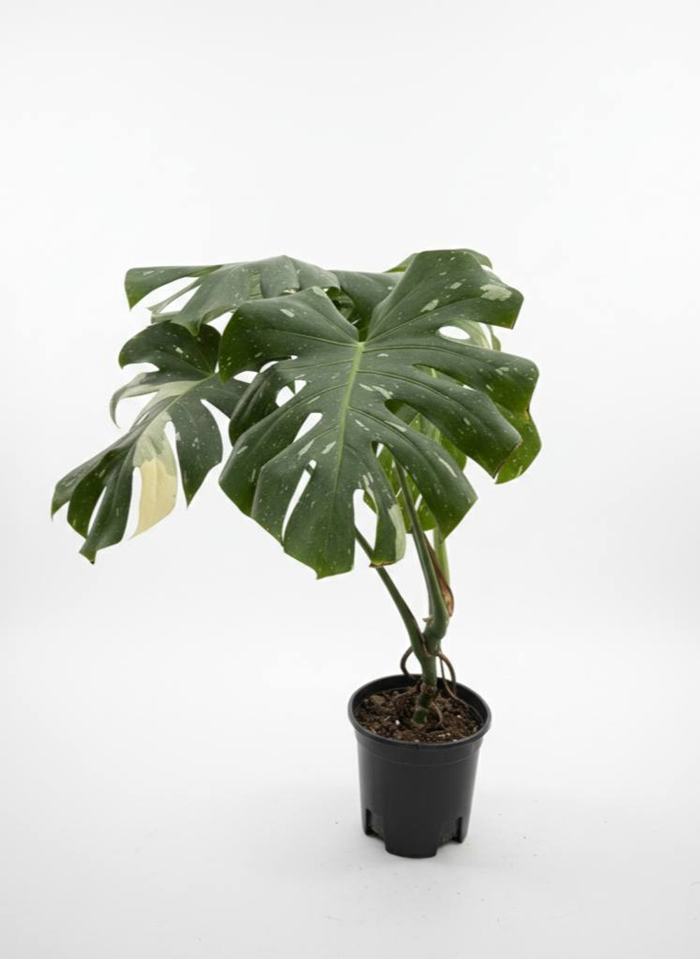 Монстера восхитительная Gold back