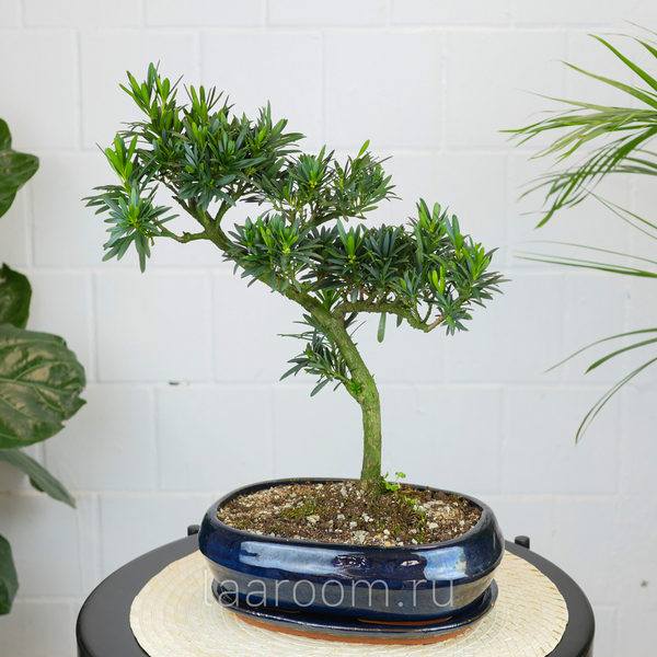 Бонсай Подокарпус 45см