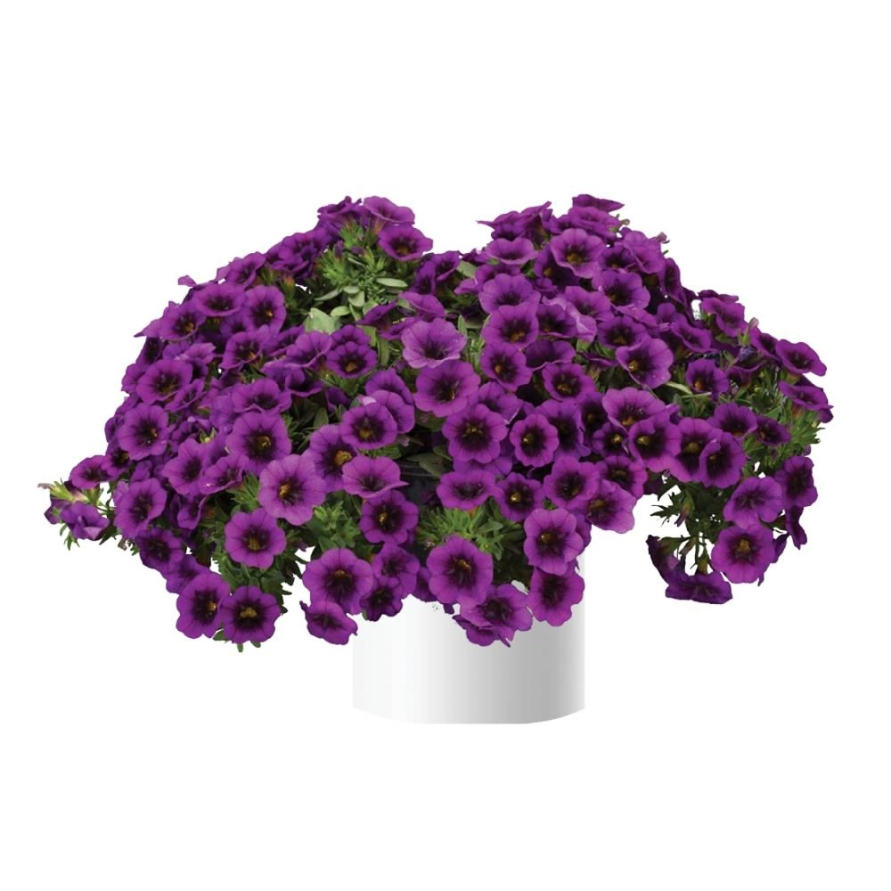 К19 Калибрахоа noa ultra purple