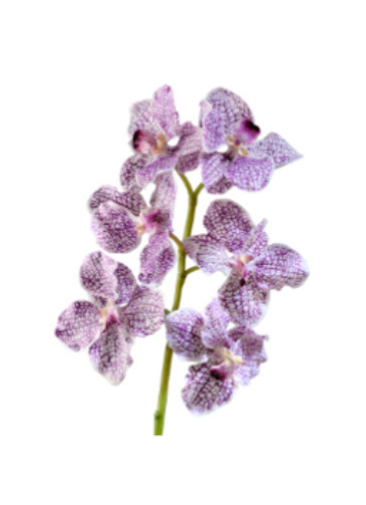 Орхидея Ванда бело-фиолетовая, в-56 см