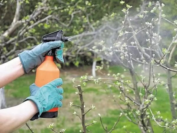 Весенняя обработка сада от болезней и вредителей: пошаговый план работ