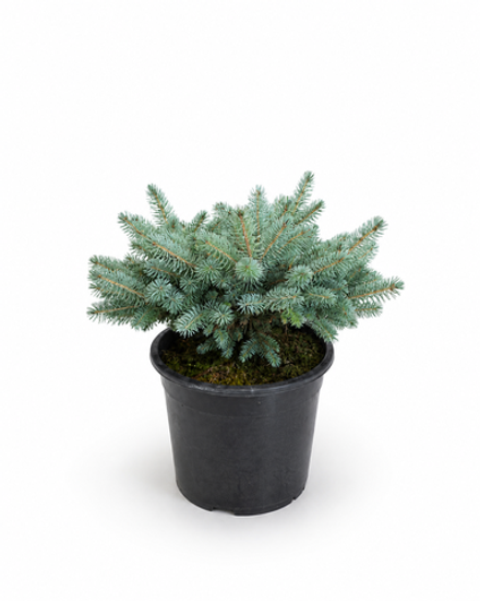 Ель "Glauca Globosa"