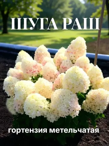 Шуга Раш гортензия метельчатая
