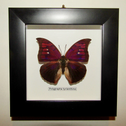 Бабочка Polygrapha tyrianthina в рамке