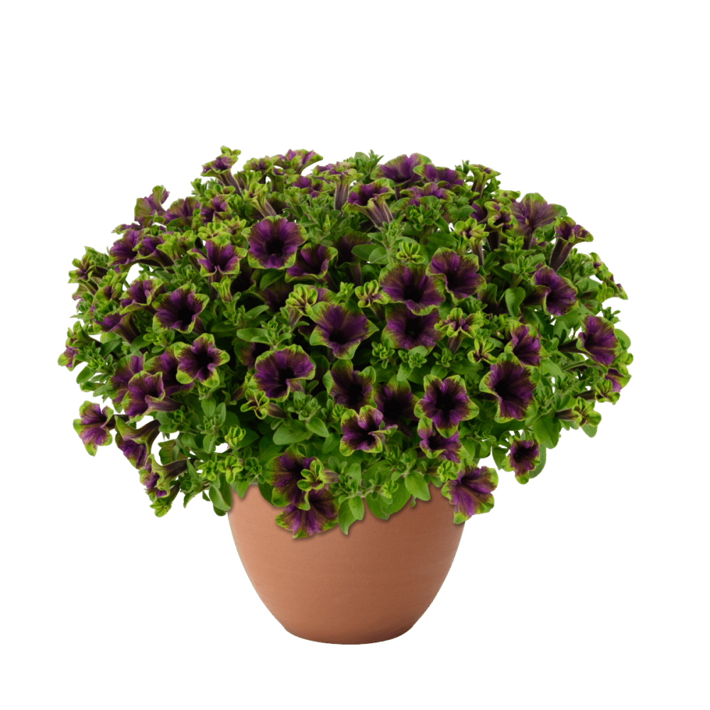 Петуния AMAZONAS™ Midnight Finch