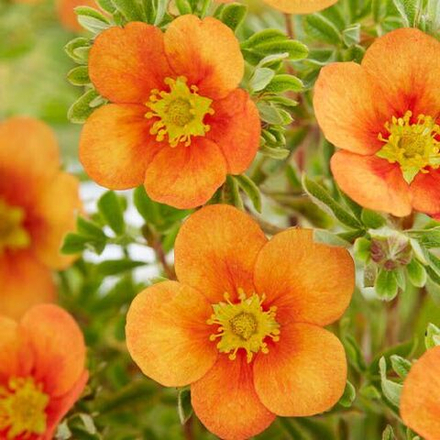 Лапчатка кустарниковая Оранж Стар С2 20-25