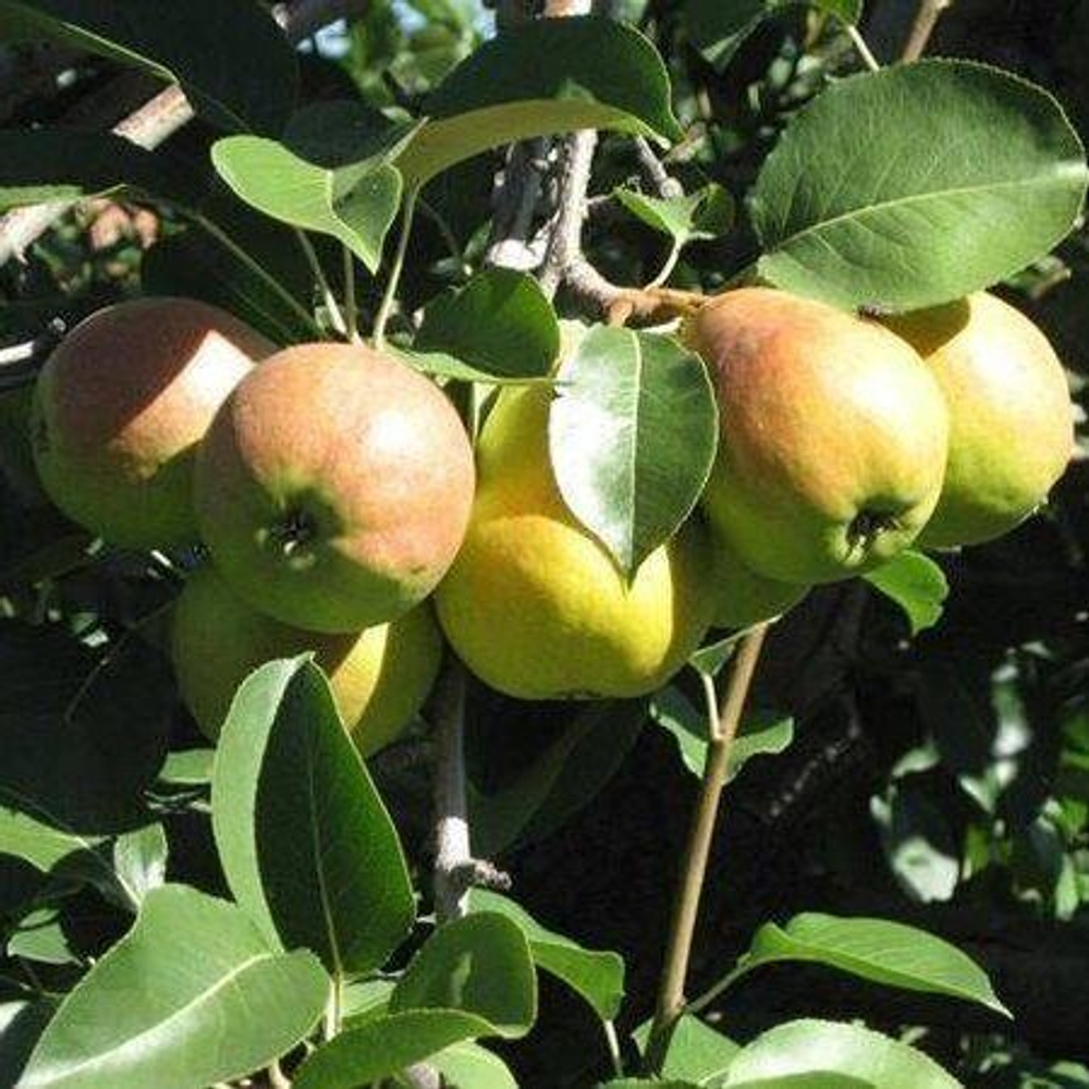 Груша Исетская сочная
