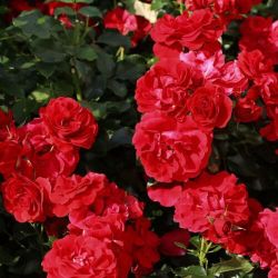 Пепино (Pepino)