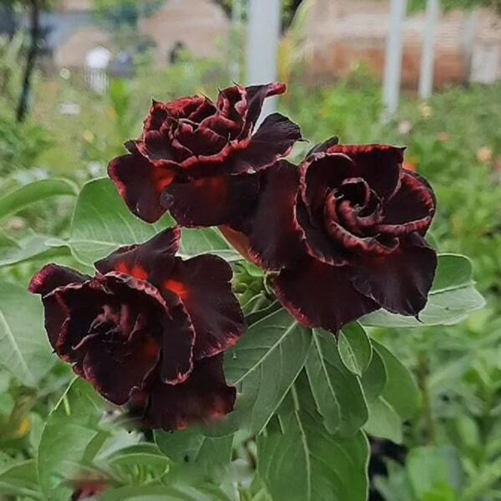 Адениум CHARCOAL BLAZE