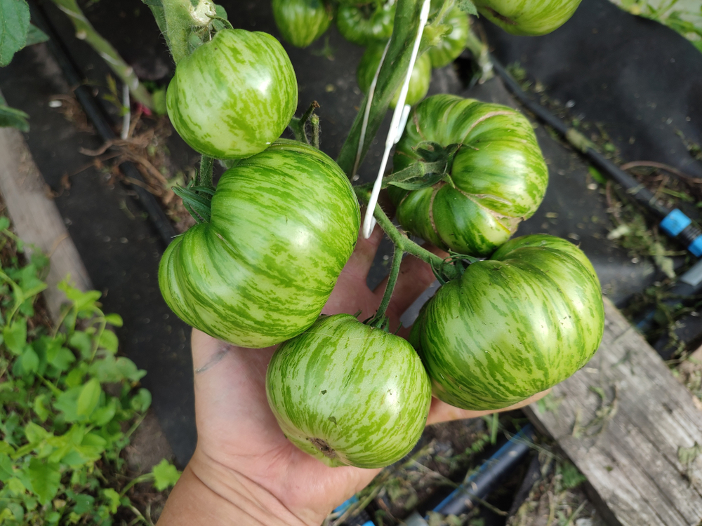 Ананасная зебра (Ananas zebra) сорт томата