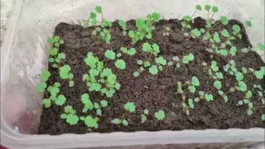 Сеем землянику из семян: тонкое искусство для целеустремлённых садоводов